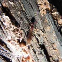 Papyrius nitidus at Belconnen, ACT - 29 Jul 2018