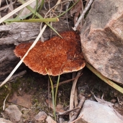 Postia pelliculosa (A wood-rotting bracket fungus) at Canberra Central, ACT - 3 Jun 2018 by Heino1