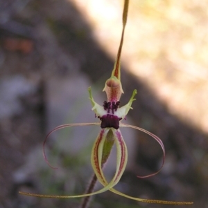 Caladenia parva at Tennent, ACT - suppressed