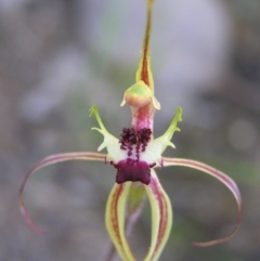 Caladenia parva at Tennent, ACT - suppressed