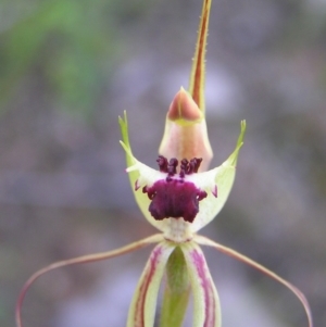 Caladenia parva at Tennent, ACT - suppressed