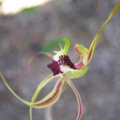 Caladenia parva at Tennent, ACT - suppressed