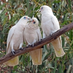 Cacatua sanguinea (Little Corella) at Greenway, ACT - 31 Jul 2018 by RodDeb