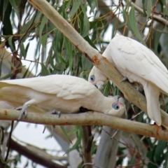 Cacatua sanguinea at Greenway, ACT - 31 Jul 2018 01:53 PM