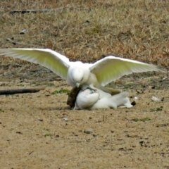 Cacatua sanguinea at Greenway, ACT - 31 Jul 2018