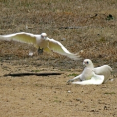 Cacatua sanguinea at Greenway, ACT - 31 Jul 2018 01:53 PM