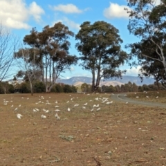 Cacatua sanguinea at Greenway, ACT - 31 Jul 2018 01:53 PM