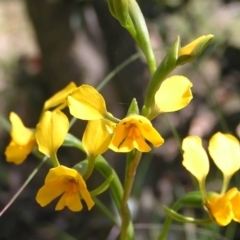 Diuris aequalis (Buttercup Doubletail) at Mount Fairy, NSW - 28 Oct 2012 by MatthewFrawley