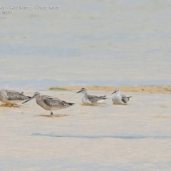 Limosa lapponica (Bar-tailed Godwit) at Jervis Bay National Park - 17 Dec 2014 by CharlesDove