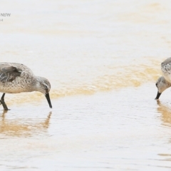 Calidris canutus (Red Knot) at Jervis Bay National Park - 17 Dec 2014 by Charles Dove