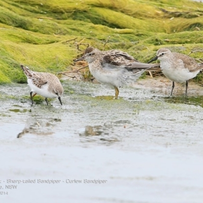 Calidris ruficollis (Red-necked Stint) at Jervis Bay National Park - 17 Dec 2014 by Charles Dove