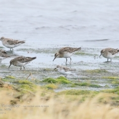 Calidris acuminata (Sharp-tailed Sandpiper) at Jervis Bay National Park - 17 Dec 2014 by CharlesDove
