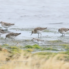 Calidris acuminata (Sharp-tailed Sandpiper) at Jervis Bay National Park - 16 Dec 2014 by Charles Dove