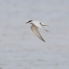 Chlidonias hybrida (Whiskered Tern) at Jervis Bay National Park - 17 Dec 2014 by CharlesDove