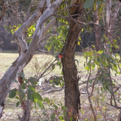 Petroica boodang (Scarlet Robin) at Watson, ACT - 31 Jul 2015 by waltraud