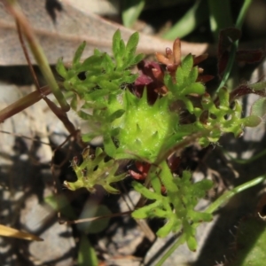 Soliva sessilis at Gundaroo, NSW - 7 Nov 2016