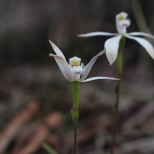 Caladenia ustulata at Gundaroo, NSW - 23 Sep 2016