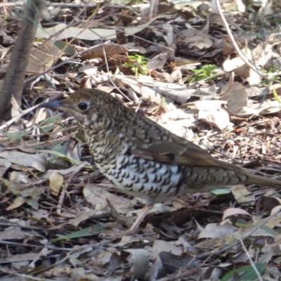 Zoothera lunulata (Bassian Thrush) at Acton, ACT - 31 Jul 2018 by Christine