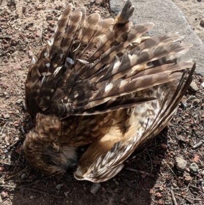 Ninox boobook (Southern Boobook) at Fyshwick, ACT - 31 Jul 2018 by JackyF