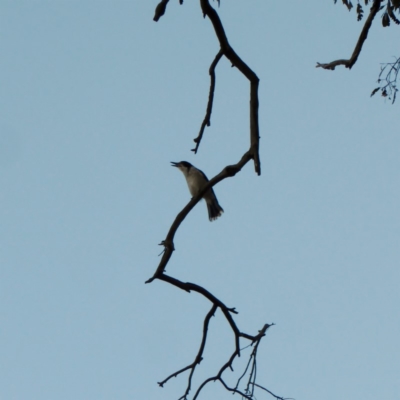 Cracticus torquatus (Grey Butcherbird) at GG229 - 31 Jul 2018 by JackyF