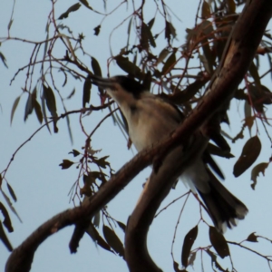 Cracticus torquatus at Hughes, ACT - 31 Jul 2018