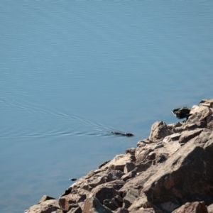 Hydromys chrysogaster at Paddys River, ACT - 26 May 2018