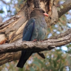 Eurystomus orientalis (Dollarbird) at Tharwa, ACT - 12 Jan 2015 by michaelb