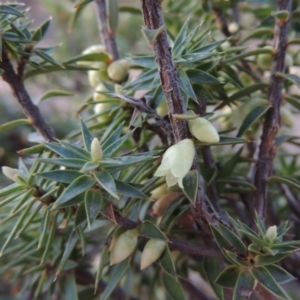 Melichrus urceolatus at Bullen Range - 25 Jul 2018