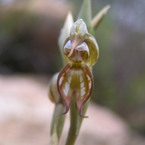 Oligochaetochilus hamatus at Tennent, ACT - suppressed