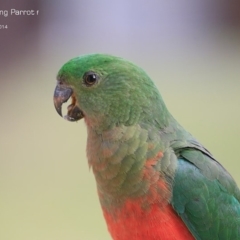 Alisterus scapularis (Australian King-Parrot) at Lake Conjola, NSW - 3 Dec 2014 by CharlesDove