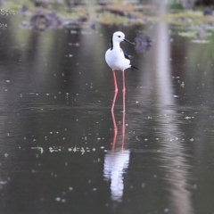 Himantopus leucocephalus (Pied Stilt) at Milton, NSW - 2 Dec 2014 by Charles Dove