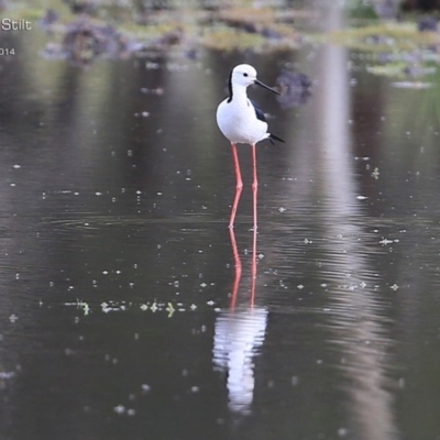 Himantopus leucocephalus (Pied Stilt) at Milton, NSW - 3 Dec 2014 by CharlesDove