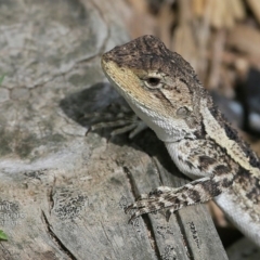 Amphibolurus muricatus (Jacky Lizard) at Lake Conjola, NSW - 3 Dec 2014 by CharlesDove