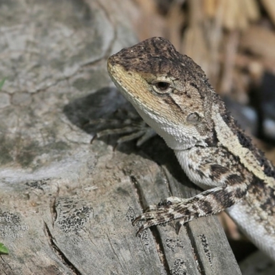 Amphibolurus muricatus (Jacky Lizard) at Lake Conjola, NSW - 3 Dec 2014 by CharlesDove