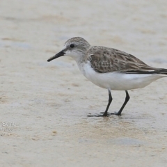 Calidris ruficollis (Red-necked Stint) at Cunjurong Point, NSW - 4 Dec 2014 by CharlesDove