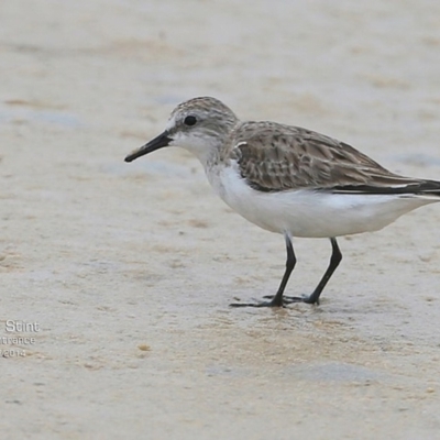 Calidris ruficollis (Red-necked Stint) at Cunjurong Point, NSW - 3 Dec 2014 by Charles Dove