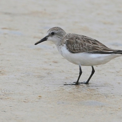 Calidris ruficollis (Red-necked Stint) at Cunjurong Point, NSW - 4 Dec 2014 by CharlesDove