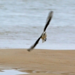 Calidris alba (Sanderling) at Cunjurong Point, NSW - 2 Dec 2014 by Charles Dove