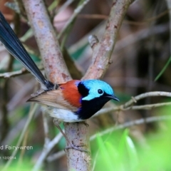 Malurus lamberti (Variegated Fairywren) at Ulladulla Reserves Bushcare - 5 Dec 2014 by CharlesDove