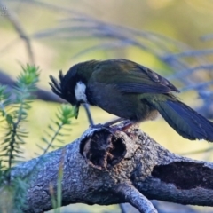 Psophodes olivaceus (Eastern Whipbird) at Ulladulla - Warden Head Bushcare - 21 Aug 2014 by Charles Dove