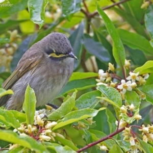 Caligavis chrysops at Meroo National Park - 21 Aug 2014 12:00 AM