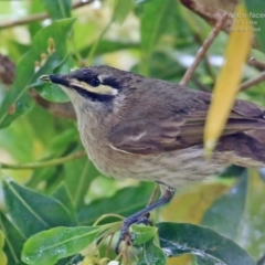 Caligavis chrysops at Meroo National Park - 21 Aug 2014 12:00 AM