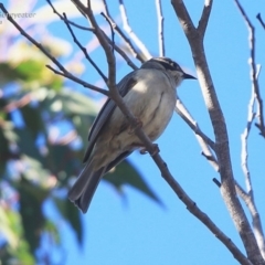 Melithreptus brevirostris (Brown-headed Honeyeater) at Ulladulla, NSW - 6 Aug 2014 by CharlesDove