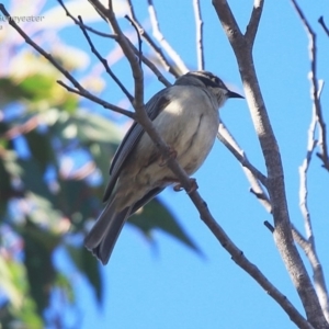 Melithreptus brevirostris at Ulladulla, NSW - 6 Aug 2014 12:00 AM