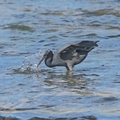 Egretta sacra (Eastern Reef Egret) at Ulladulla, NSW - 15 Aug 2014 by Charles Dove