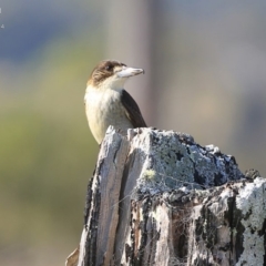 Cracticus torquatus (Grey Butcherbird) at Yatte Yattah, NSW - 5 Aug 2014 by CharlesDove