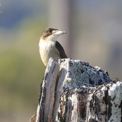 Cracticus torquatus (Grey Butcherbird) at Yatte Yattah, NSW - 5 Aug 2014 by CharlesDove