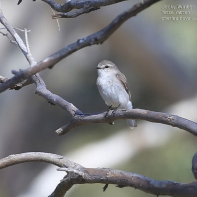 Microeca fascinans (Jacky Winter) at Yatte Yattah, NSW - 14 Aug 2014 by Charles Dove