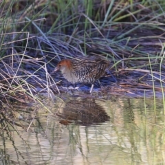 Lewinia pectoralis (Lewin's Rail) at Burrill Lake, NSW - 11 Aug 2014 by Charles Dove