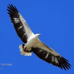 Haliaeetus leucogaster (White-bellied Sea-Eagle) at Burrill Lake, NSW - 8 Aug 2014 by CharlesDove